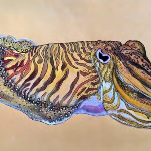 Cuttlefish