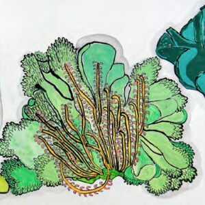 Fauna & Flora #1
